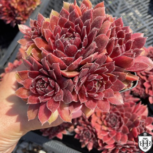 Sempervivum 'Director Jacobs' - Mägisibul 'Director Jacobs' P9/0,55L